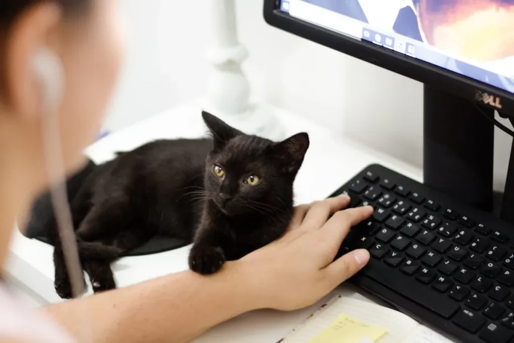 Um gato preto pequeno com olhos amarelos sentado em uma mesa branca ao lado de uma pessoa, que está com a mão perto de um teclado de computador. A pessoa está usando fones de ouvido. Parte de um monitor de computador e alguns papéis são visíveis na mesa. O gato está olhando para o lado direito da imagem.